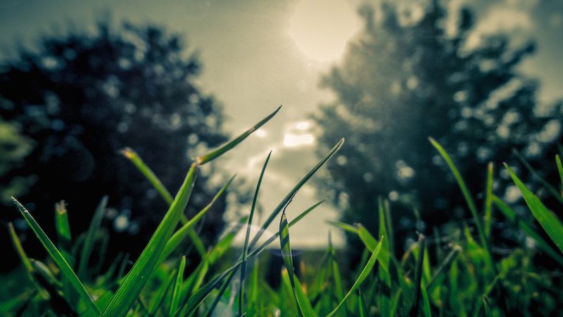 lawn care and trees